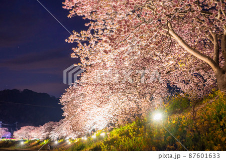 《静岡県》満開の河津桜・夜桜輝く南伊豆町 《静岡県》満開の河津桜・夜桜輝く南伊豆町 87601633