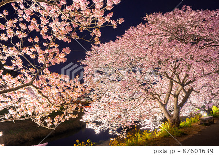 《静岡県》満開の河津桜・夜桜輝く南伊豆町 《静岡県》満開の河津桜・夜桜輝く南伊豆町 87601639