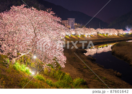 《静岡県》満開の河津桜・夜桜輝く南伊豆町 《静岡県》満開の河津桜・夜桜輝く南伊豆町 87601642