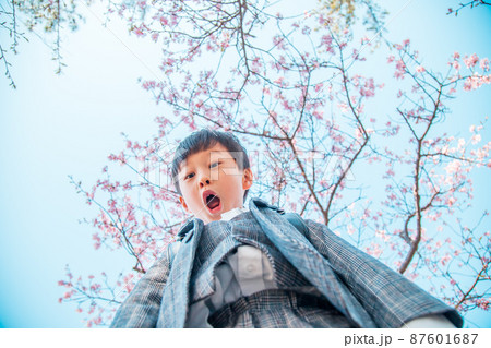 下から見た桜と男の子 下から見た桜と男の子 87601687