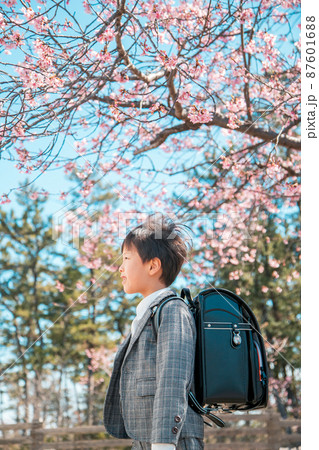 横からの桜と男の子　 87601688