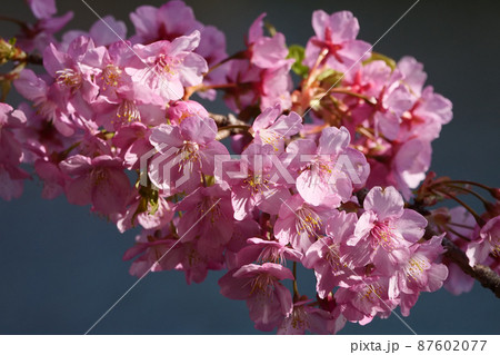 自然、花　写真　一番先に咲く美しいピンクの河津桜　 87602077