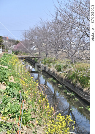 (花の風景)水路の開花を待つ桜樹 菜の花 (花の風景)水路の開花を待つ桜樹 菜の花 87603015