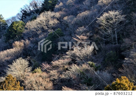 雑木林の冬木立 【相模原市津久井 2月】 雑木林の冬木立 【相模原市津久井 2月】 87603212