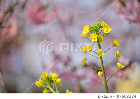 (花の風景)菜の花 背景ピンク(桜) (花の風景)菜の花 背景ピンク(桜) 87603224