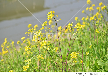 (花の風景)川沿いの菜の花畑 (花の風景)川沿いの菜の花畑 87603225