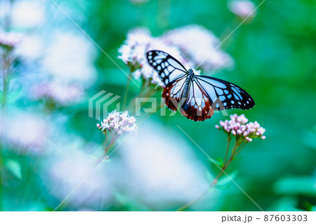 久留米市石橋文化センターに飛来したアサギマダラ 87603303