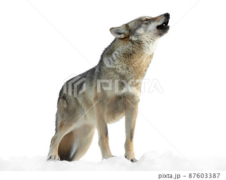 she-wolf howls in winter on snow isolated on white background she-wolf howls in winter on snow isolated on white background 87603387