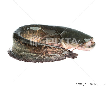 catfish fish isolated on white background catfish fish isolated on white background 87603395