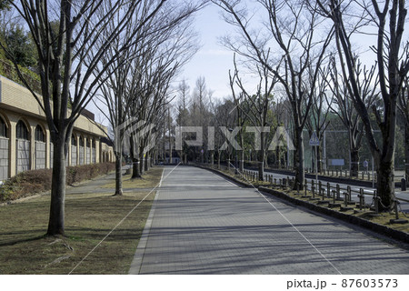 街路樹のある冬の公園の散歩道 街路樹のある冬の公園の散歩道 87603573