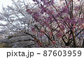 さくら2色 87603959