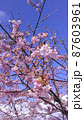 河津桜と青空アップ 87603961