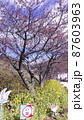 河津桜と菜の花 87603963