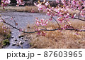 河津桜と川 87603965