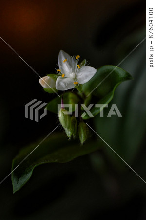 The white flower of the Tradescantia (Lat. Tradescantia) on a dark background. The houseplant bloomed in the spring. Close-up. The life of indoor plants. Vertical photo. Details 87604100