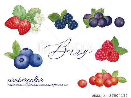 水彩手書きのベリーのセット 87604155