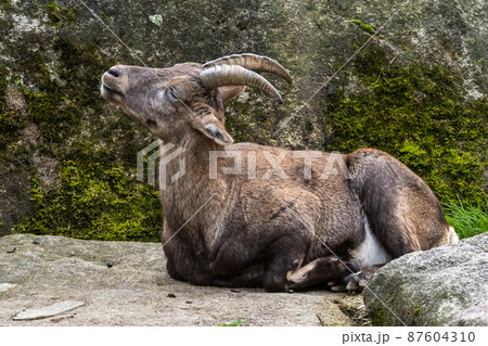 Male mountain ibex or capra ibex on a rock Male mountain ibex or capra ibex on a rock 87604310