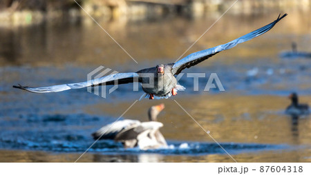 The flying greylag goose, Anser anser is a species of large goose The flying greylag goose, Anser anser is a species of large goose 87604318