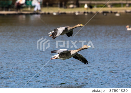The flying greylag goose, Anser anser is a species of large goose 87604320