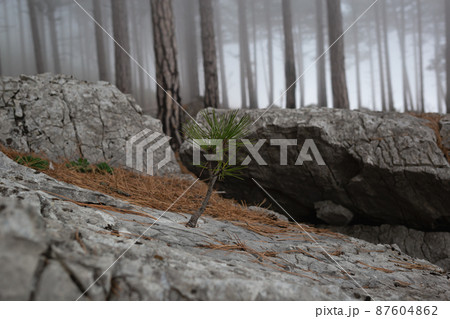 trees in the foggy forest. autumn landscape trees in the foggy forest. autumn landscape 87604862