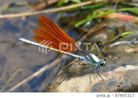 カワトンボ（オス・橙色翅型） 87605317