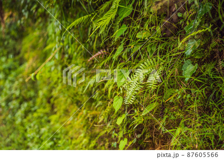 green moss background texture beautiful in nature 87605566