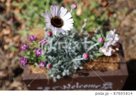 春の花ローダンセマムの寄せ植え 春の花ローダンセマムの寄せ植え 87605814