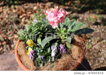 春の花レウイシアの寄せ植え 87605819