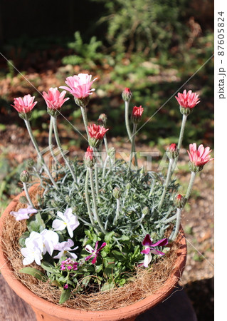 ローダンセマムの花寄せ植えの写真素材 [87605824] - PIXTA