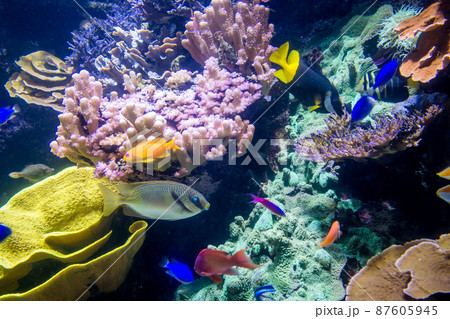 Tropical fishes swimming in ocean Tropical fishes swimming in ocean 87605945