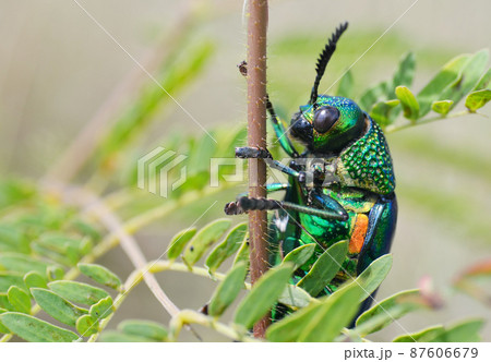 Green-legged metallic beetle (Sternocera aequisignata) or Jewel beetle or Metallic wood-boring beetle Green-legged metallic beetle (Sternocera aequisignata) or Jewel beetle or Metallic wood-boring beetle 87606679