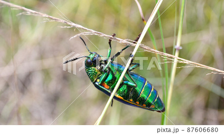 Green-legged metallic beetle (Sternocera aequisignata) or Jewel beetle or Metallic wood-boring beetle 87606680