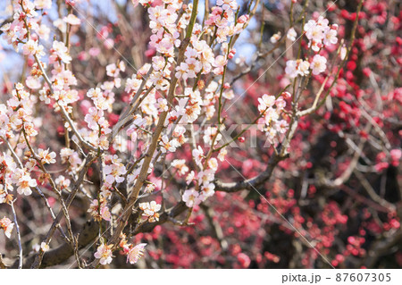 大阪城 梅園 大阪城 梅園 87607305