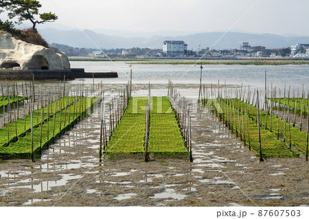 松川浦桟橋からの風景　海苔の養殖棚　福島県相馬市 87607503