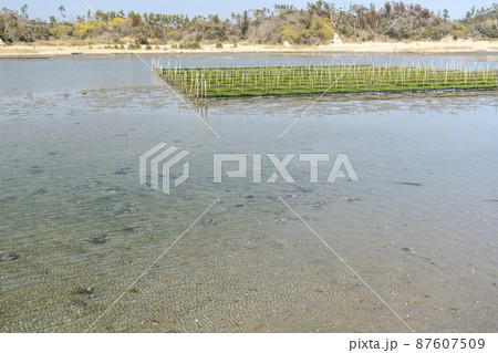 松川浦桟橋からの風景　海苔の養殖棚　福島県相馬市 87607509