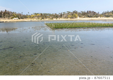 松川浦桟橋からの風景　海苔の養殖棚　福島県相馬市 87607511
