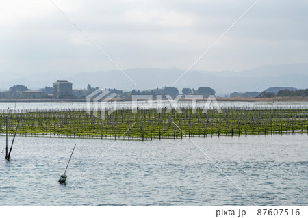 松川浦桟橋からの風景　海苔の養殖棚　福島県相馬市 87607516