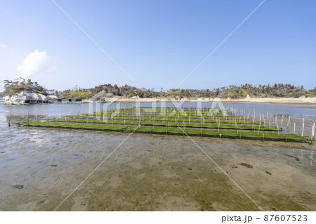 松川浦桟橋からの風景　海苔の養殖棚　福島県相馬市 87607523
