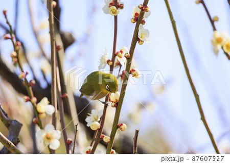 満開の大阪城梅園　メジロ 87607527