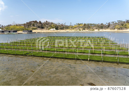 松川浦桟橋からの風景　海苔の養殖棚　福島県相馬市 87607528