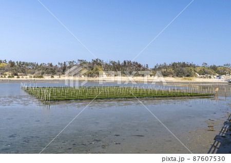 松川浦桟橋からの風景　海苔の養殖棚　福島県相馬市 87607530