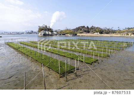 松川浦桟橋からの風景　海苔の養殖棚　福島県相馬市 87607533
