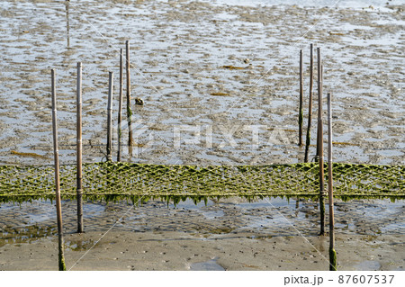 松川浦桟橋からの風景　海苔の養殖棚　福島県相馬市 87607537