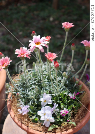 春の花ローダンセマムの寄せ植え 春の花ローダンセマムの寄せ植え 87607711
