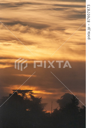 Tropical trees against a setting sun Tropical trees against a setting sun 87607873