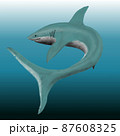 海中を泳ぐサメ　イラスト 87608325