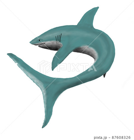 泳ぐサメ イラスト 透過のイラスト素材