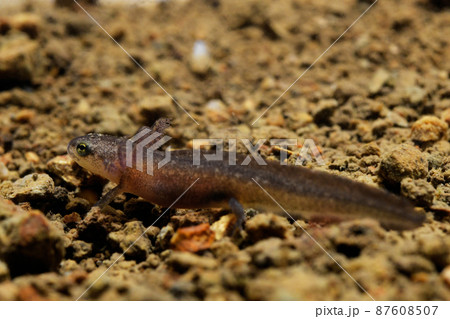 横から見たアカハライモリ幼生 87608507