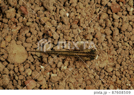 孵化したばかりのアカハライモリ幼生 87608509