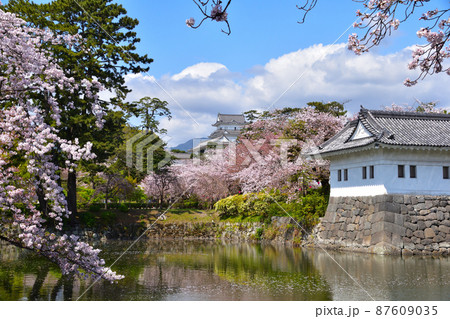 桜景　小田原城　 87609035